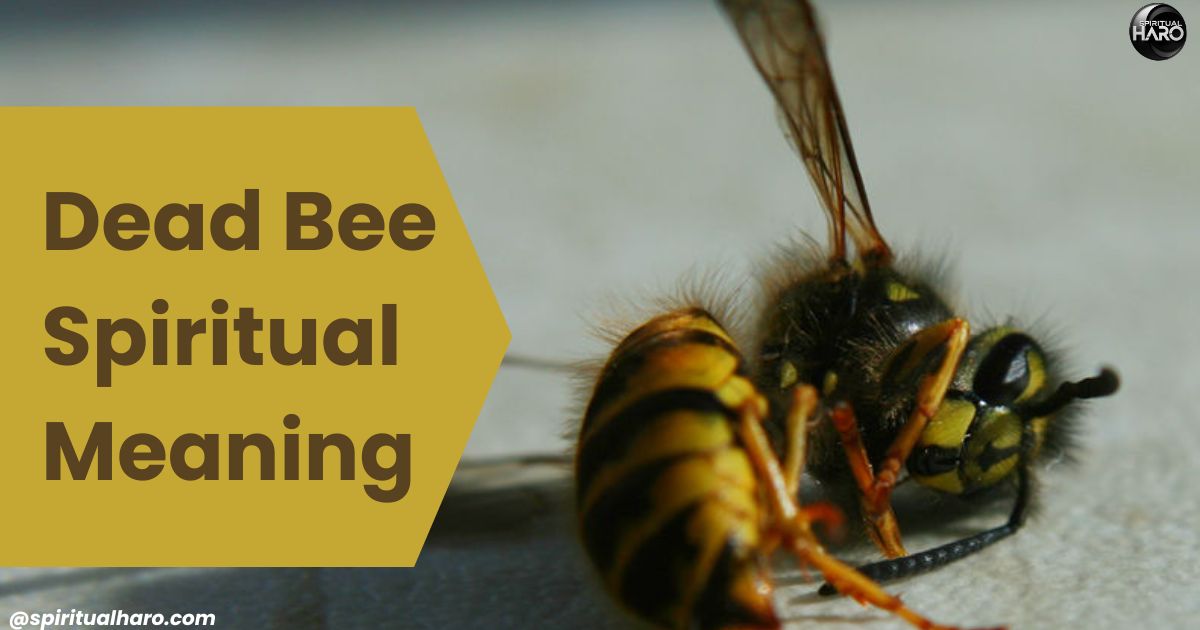 Dead Bee Spiritual Meaning