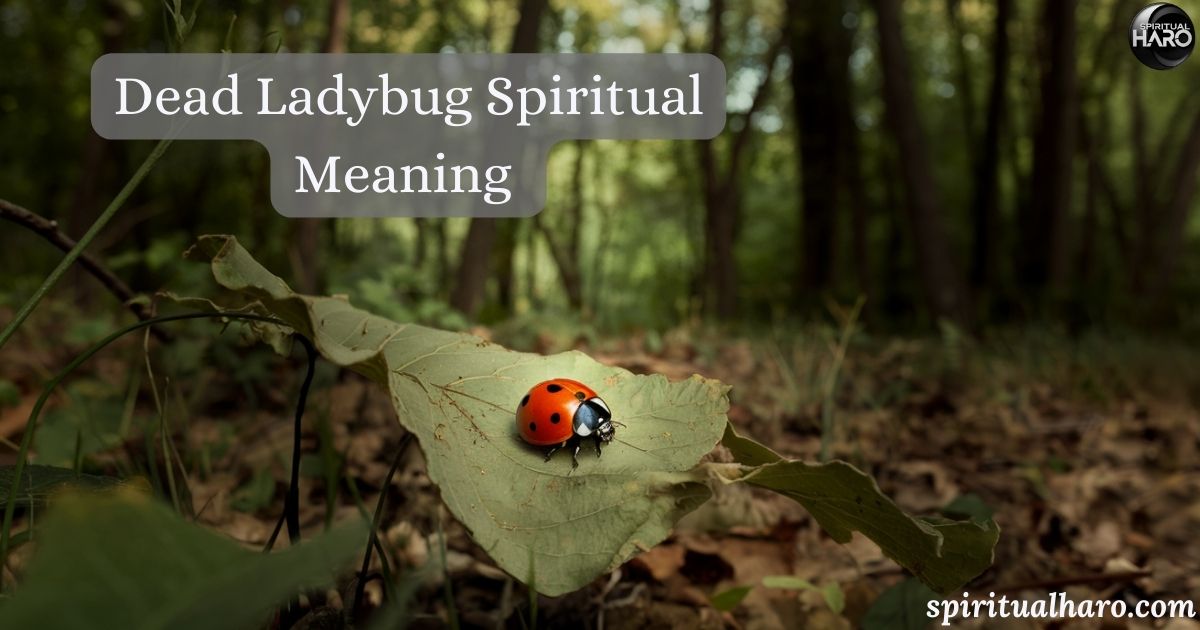 Dead Ladybug Spiritual Meaning