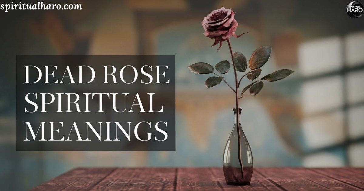 dead rose spiritual meaning