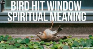 Bird Hit Window Spiritual Meaning