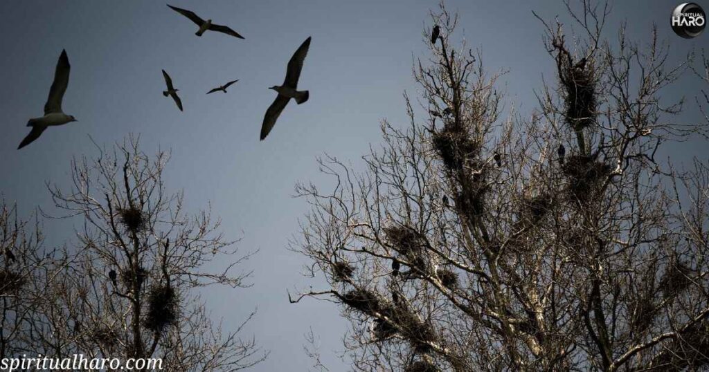 The Sacred Trio: Exploring the Symbolism of Three Crows