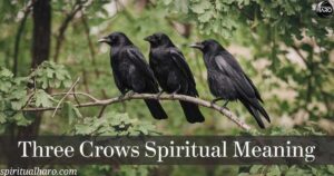 Three Crows Spiritual Meaning