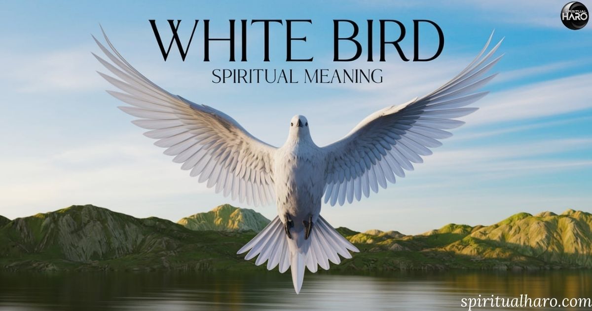 White Bird Spiritual Meaning