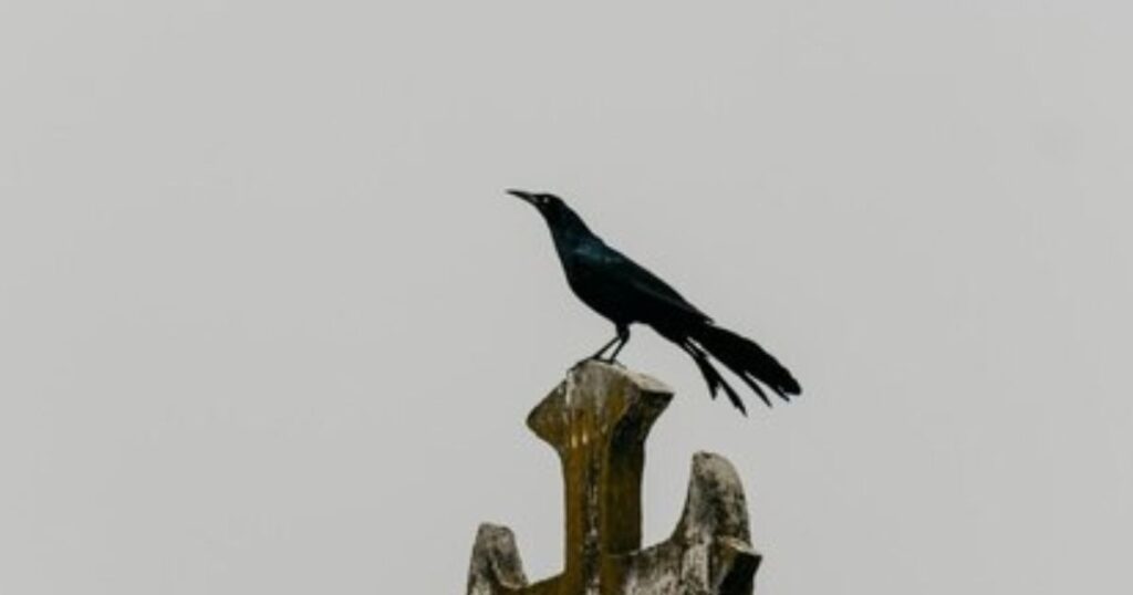 10. The Crow’s Symbolism in Prophetic Visions and Spiritual Teachings