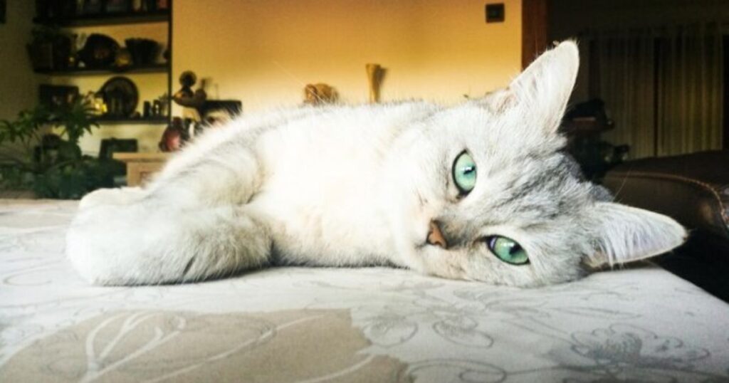 Cultural Significance of White Cats