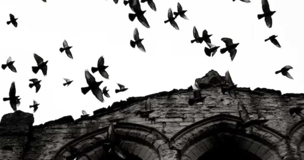 The Biblical Meaning of Crows: Not Just a Dark Omen