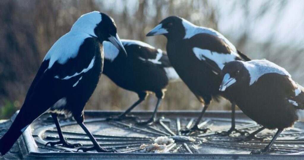 The Mystical Significance of Crows in Spirituality